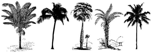 Tipos de palmeras datileras