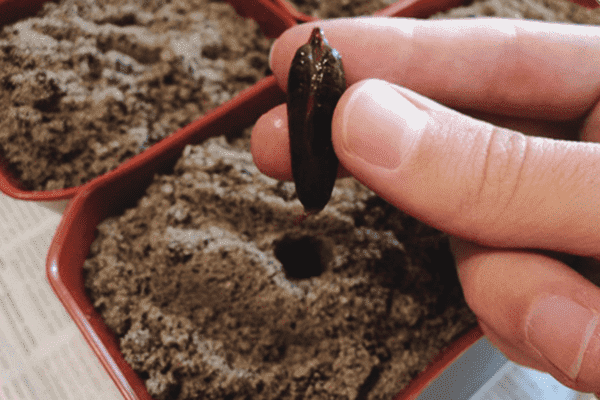 Fechando plantar huesos en una maceta