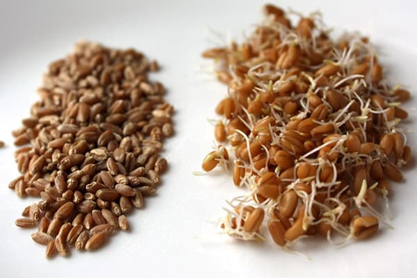 Pšenica prije i poslije klijanja