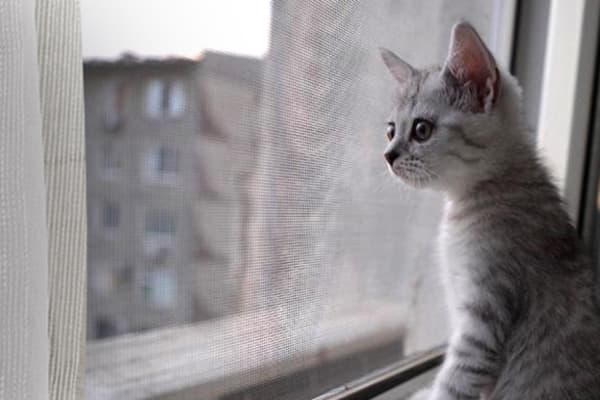 Katė prie lango su tinkleliu nuo uodų