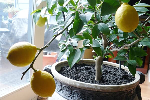 Črepníkové citróny
