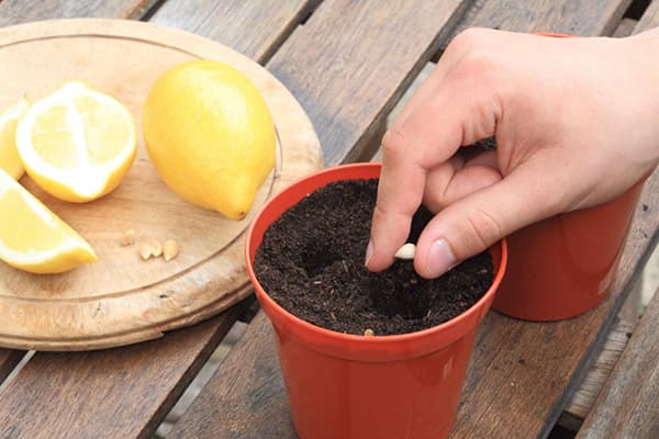 Å plante et sitronfrø i en gryte