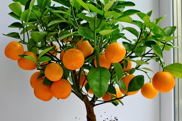 Drzewo mandarynki