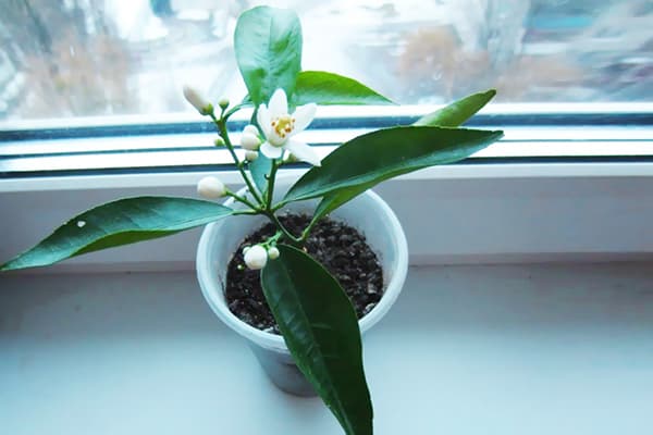 Kukkiva mandariini taimi