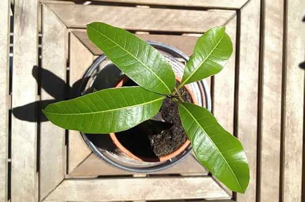 Potted Mango Growing