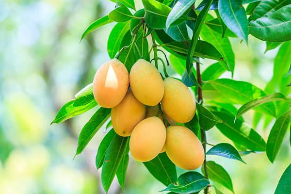 Frukter på ett mangoträd