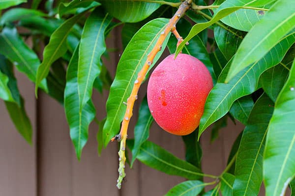 Mango frukt på tre