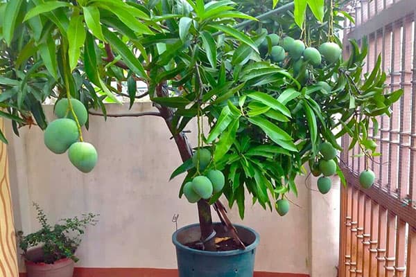 Μανγκό δέντρο φρούτων σε ένα δοχείο