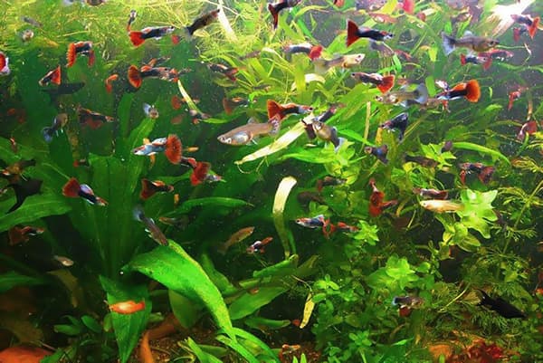 Viele Fische im Aquarium