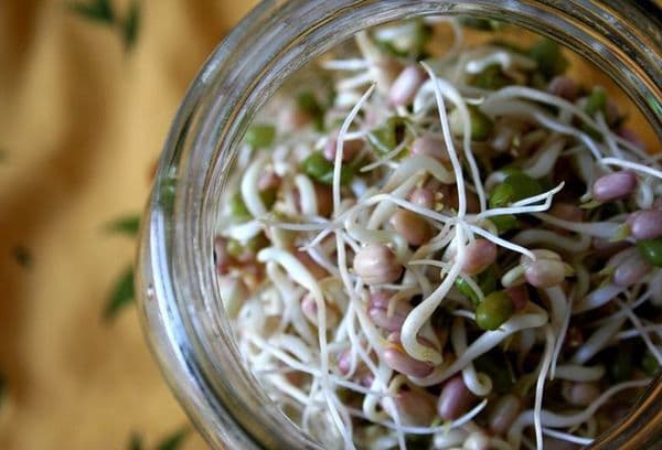 Ang mga sprouted beans sa isang garapon