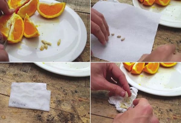 נביטת עצם תפוז