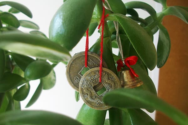 Monede decorative pe un gras
