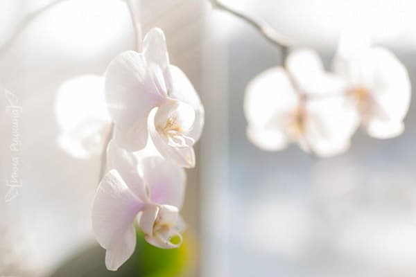Blomstrende orkidé i solen