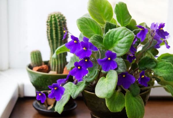 Violett och kaktus