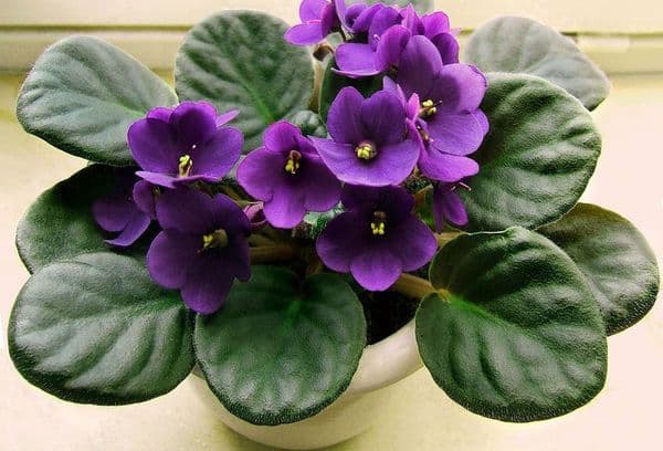 Violetta blommor