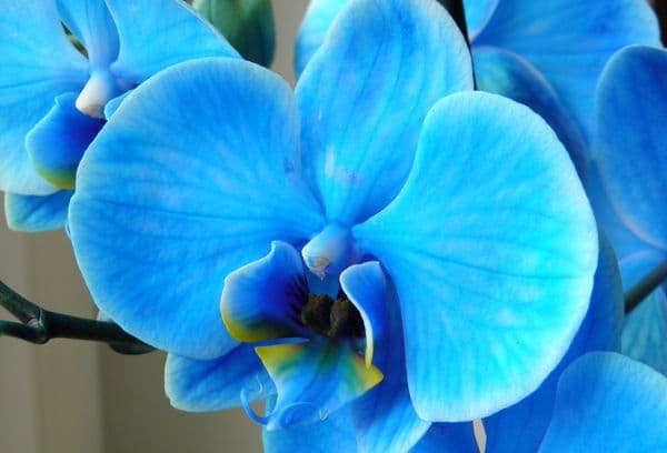 Orkid biru