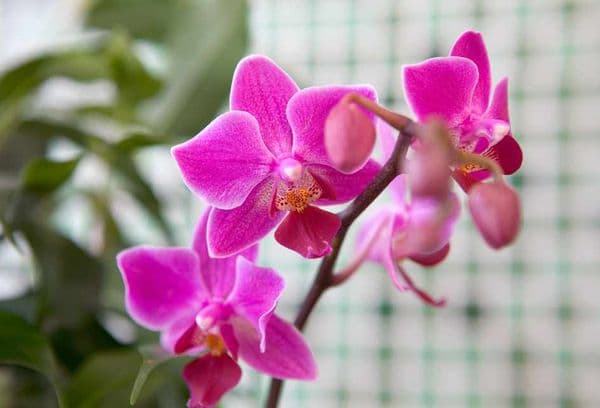 Orkid merah jambu