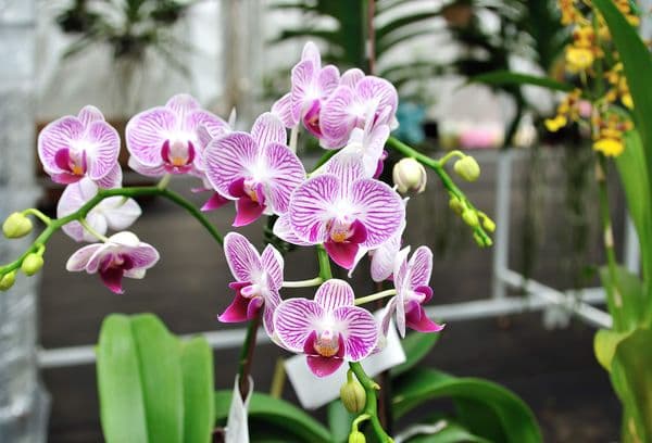 Orchidea reale