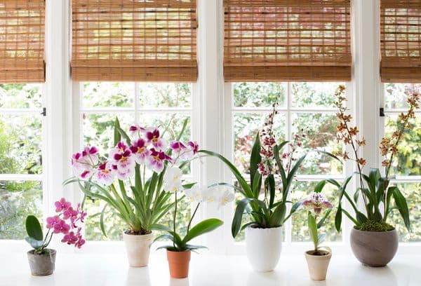 Perché le orchidee non possono essere tenute a casa: cattivi e buoni presagi, effetti sulla salute