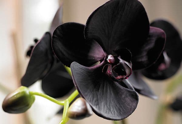 Czarna orchidea