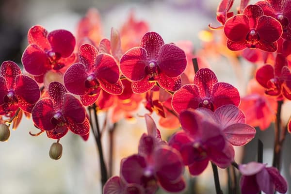 Květy orchidejí