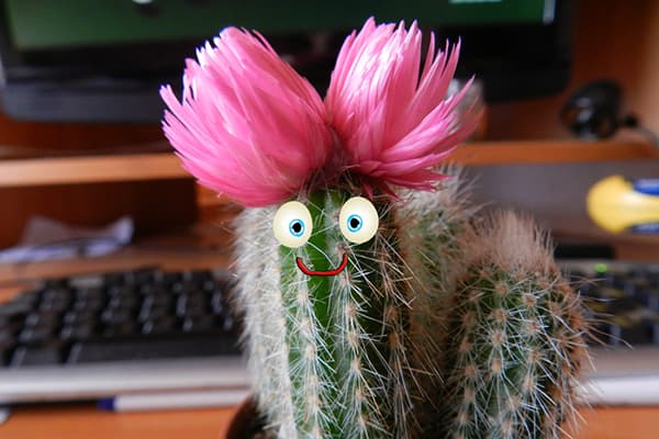 Blühender Kaktus auf dem Desktop
