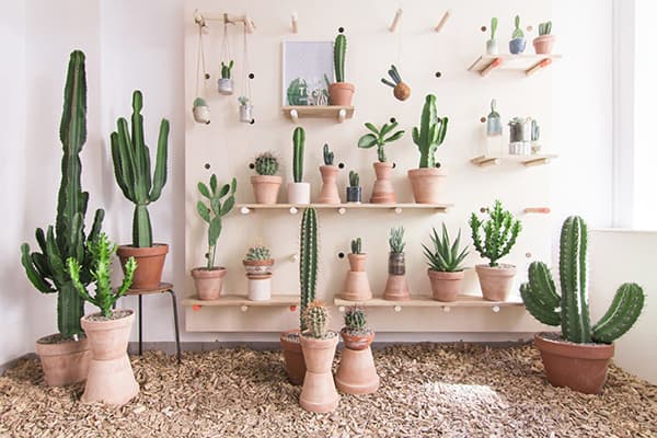 Kaktusy w mieszkaniu