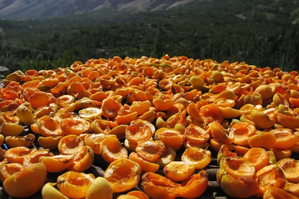 Pengeringan Apricots Outdoors