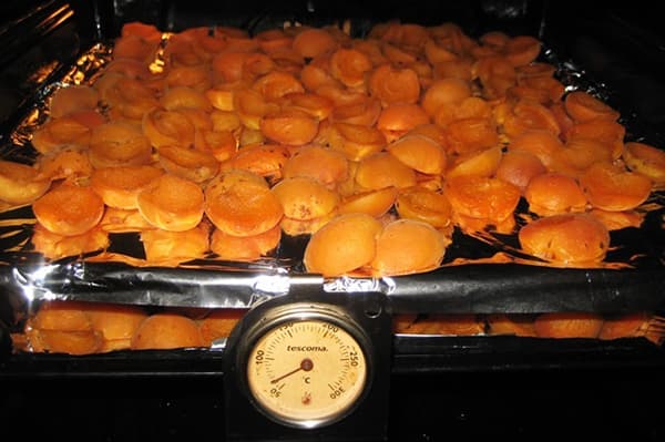Pengeringan aprikot di dalam ketuhar