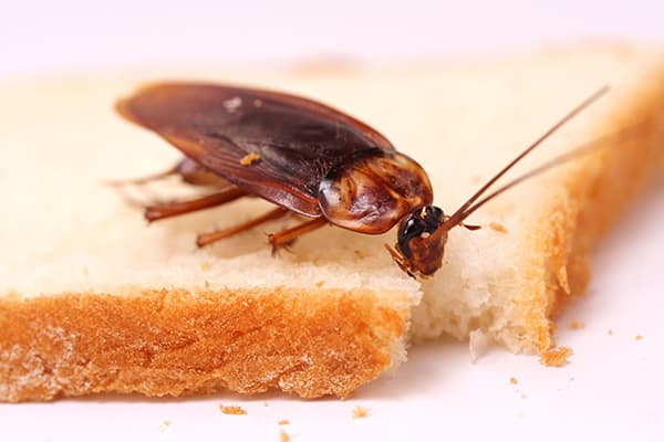 Kakkerlak op een stuk brood