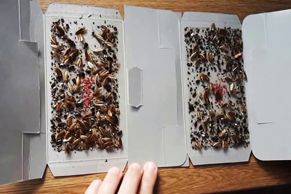 Gebruikte lijmval voor kakkerlakken