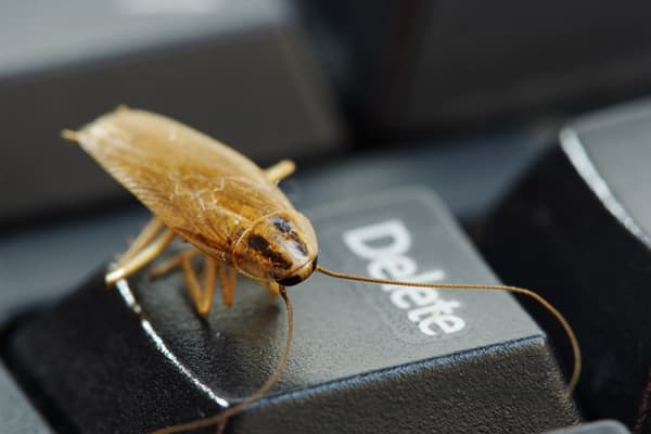 Kakkerlak op het toetsenbord
