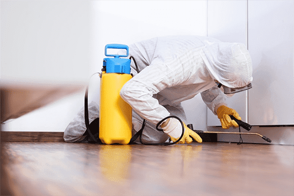 Disinfector elabora l'appartamento dagli scarafaggi
