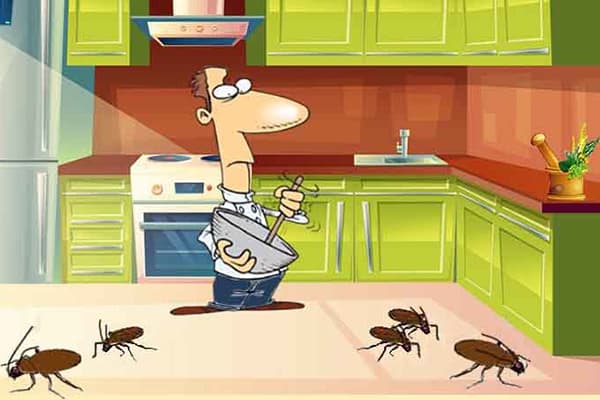 Kakkerlakken in de keuken
