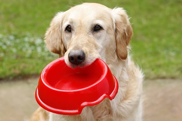Hunden håller i tänderna sin skål för matning
