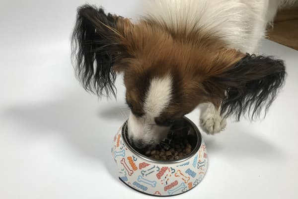 Cão come comida de uma tigela