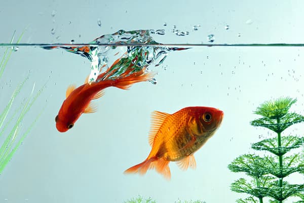 Goldfish en el acuario