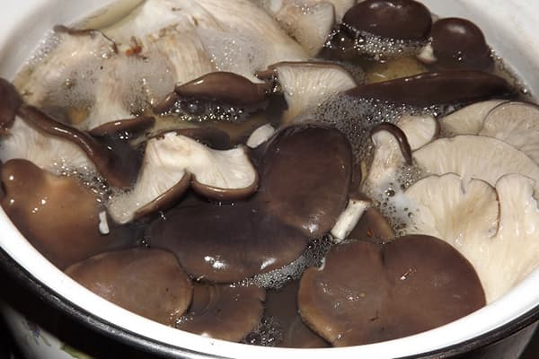 Cogumelos são cozidos em uma panela