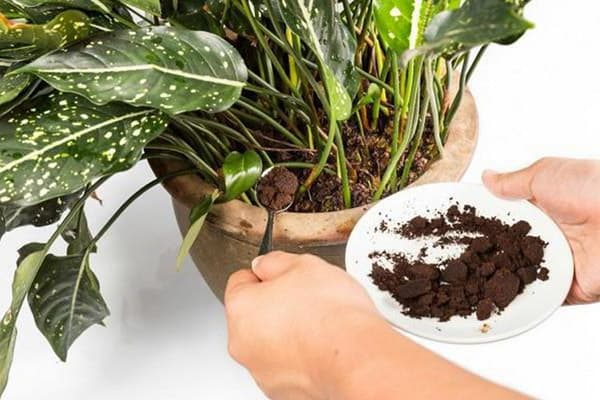 Legge kaffegrut til en innendørs plantepot