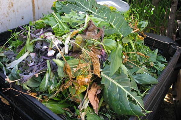 Tops in een composthoop