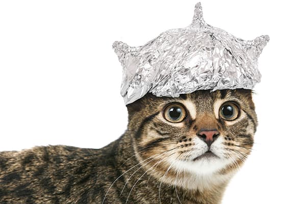 Gato com um chapéu de alumínio