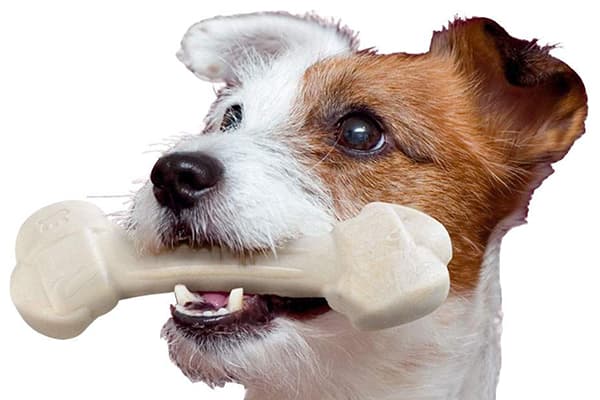 Cane con un giocattolo da masticare