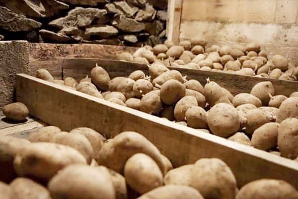 Deposito di patate in cantina