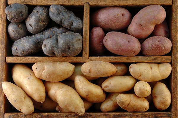 Farklı çeşitlerden patates