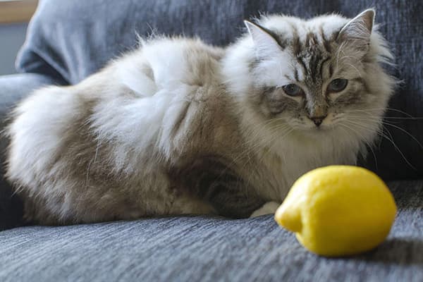 Kat og citron