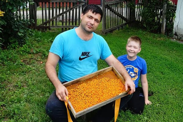 Papá e hijo con cosecha de espino amarillo