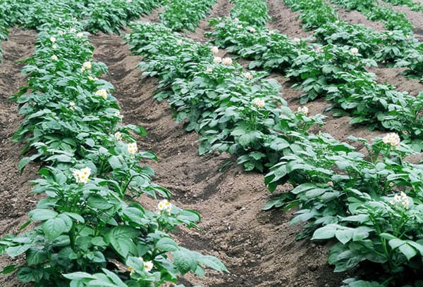 Bulvių auginimas