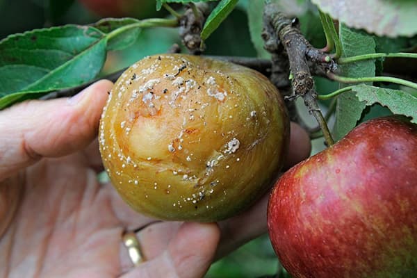 Moniliosis elma ağacı