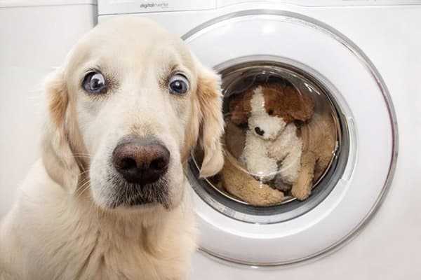 Hund nära tvättmaskinen