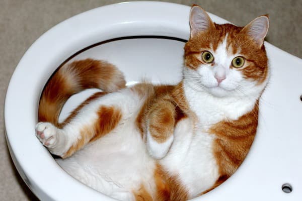 Kucing di dalam tandas